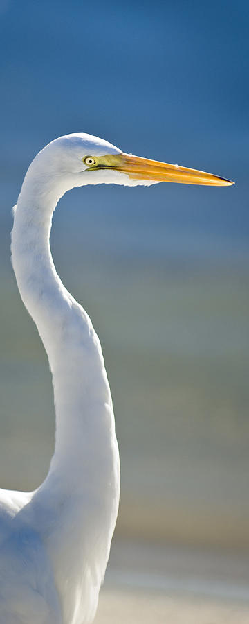 Egret Photograph - Great Egret by Patrick Lynch