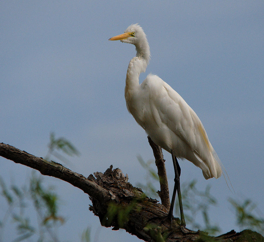 Heron Photograph - Great Egret Perch On High by Roy Williams