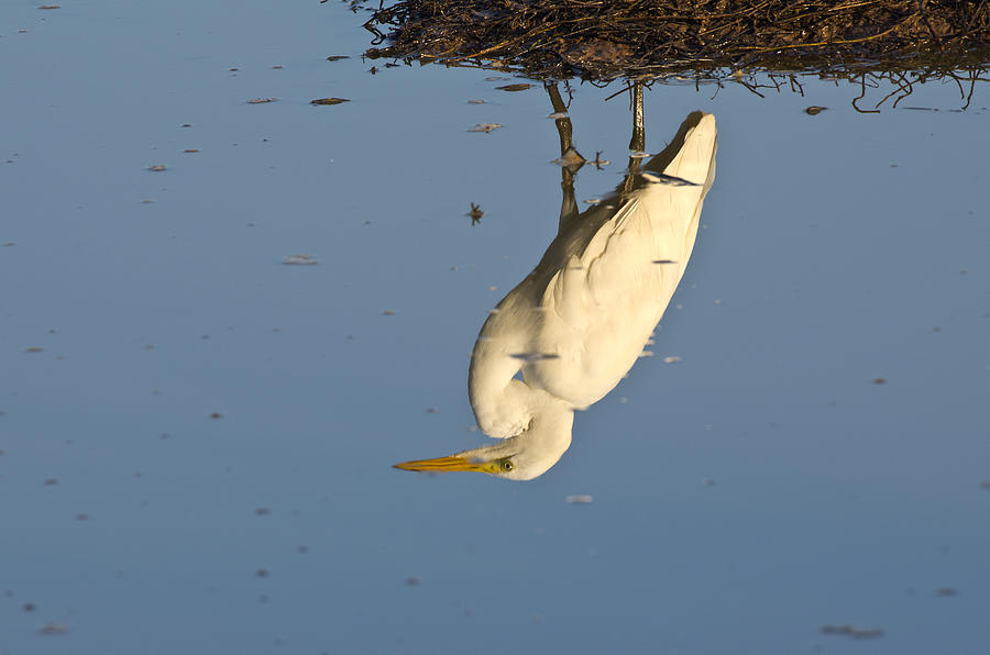 Great Egret Reflection - 2872 Photograph by Jerry Owens