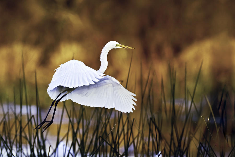 Great Egret Photograph by Rob Travis