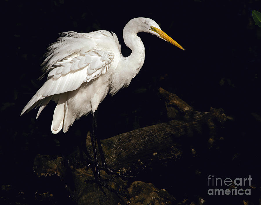 Great Egret Ruffles His Feathers Photograph by Art Whitton