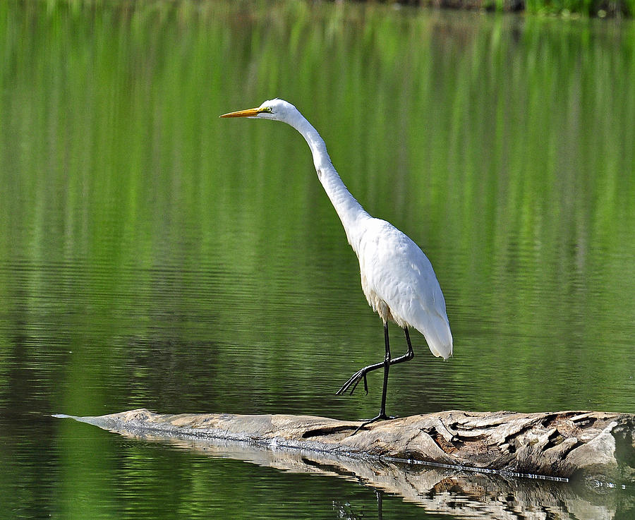 Great Egret Stalking a Fish Photograph by Rodney Campbell