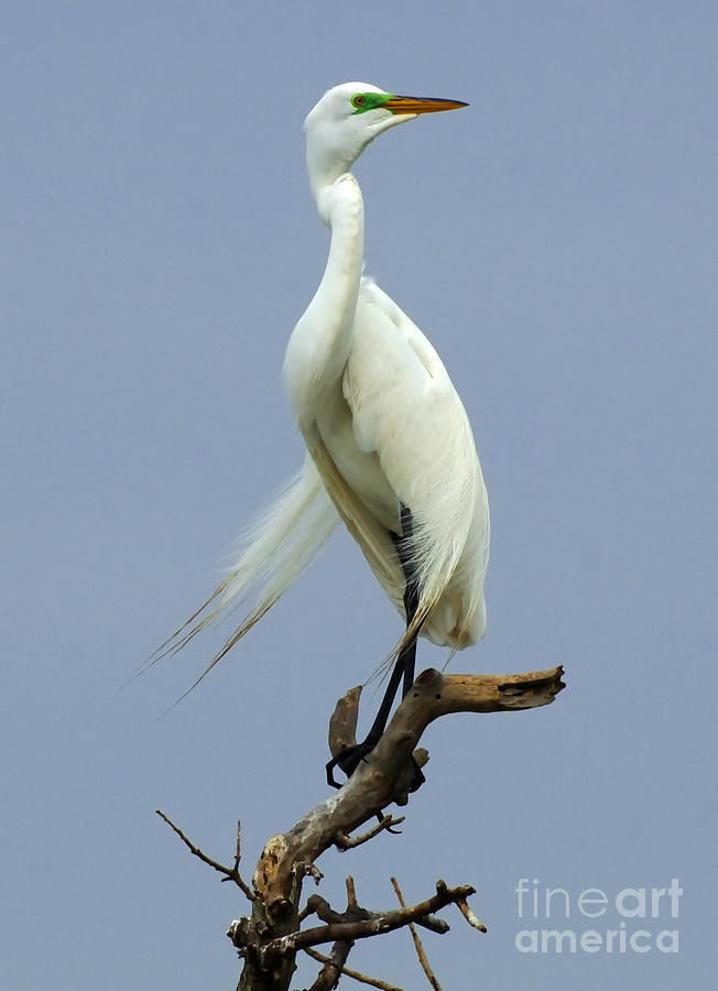 Great Egret Standing Tall Photograph by Bob Christopher