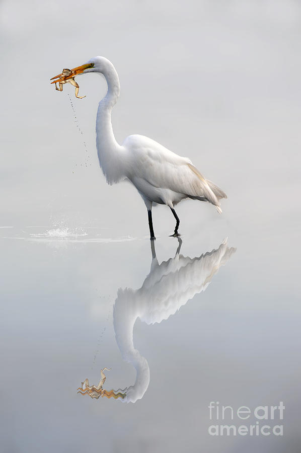 Egret Photograph - Great egret with lunch by Dan Friend