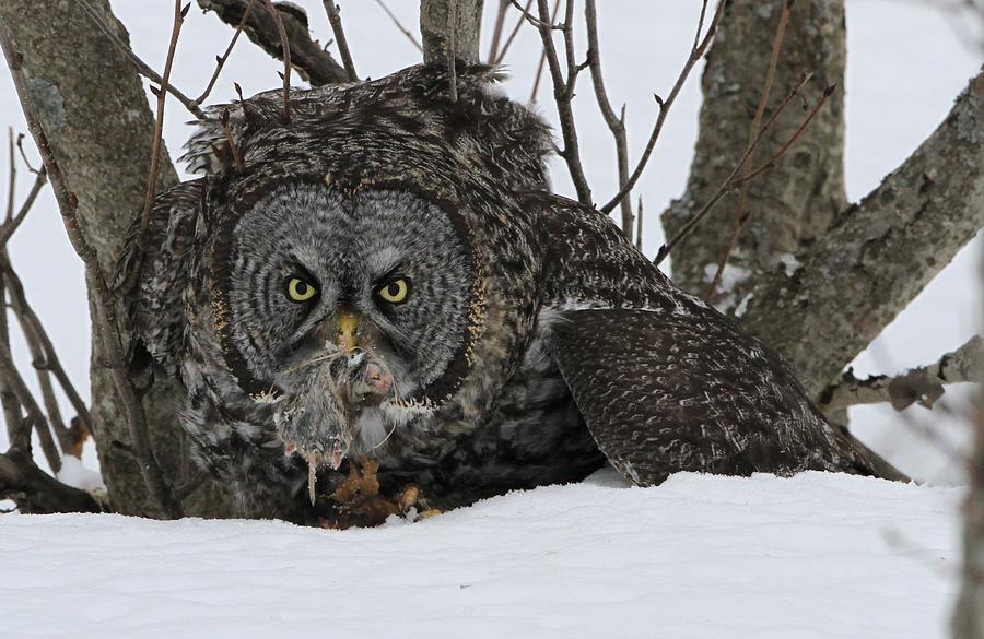 Great Gray Owl and Prey Photograph by Sam Amato