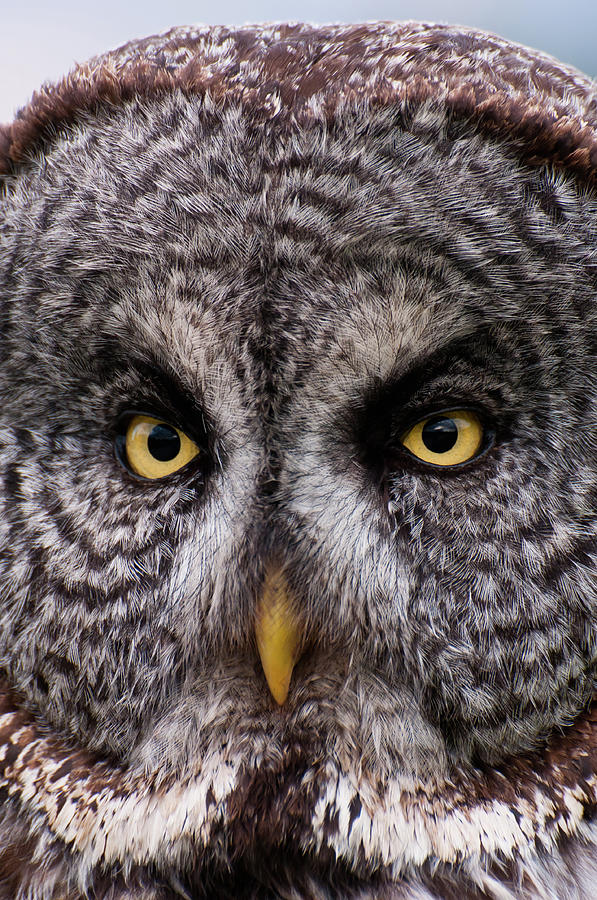 Great Gray Owl Photograph by Chad Graham Great Gray Owl Photograph by Chad Graham