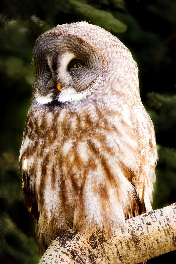 Great Gray Owl Photograph by Chris Knorr