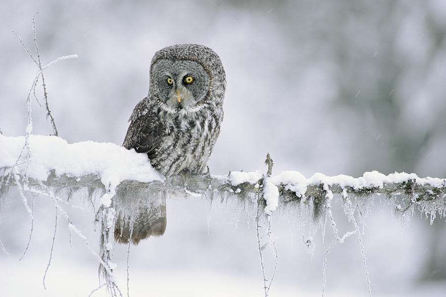 Great Gray Owl Perching On A Snow Photograph by Tim Fitzharris Great Gray Owl Perching On A Snow Photograph by Tim Fitzharris