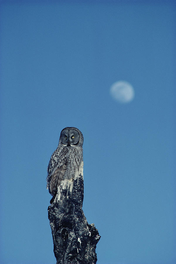 Great Gray Owl Strix Nebulosa Adult Photograph by Michael Quinton