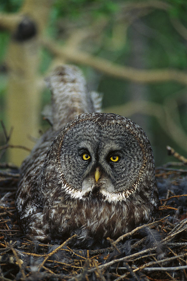 Great Gray Owl Strix Nebulosa Parent Photograph by Michael Quinton