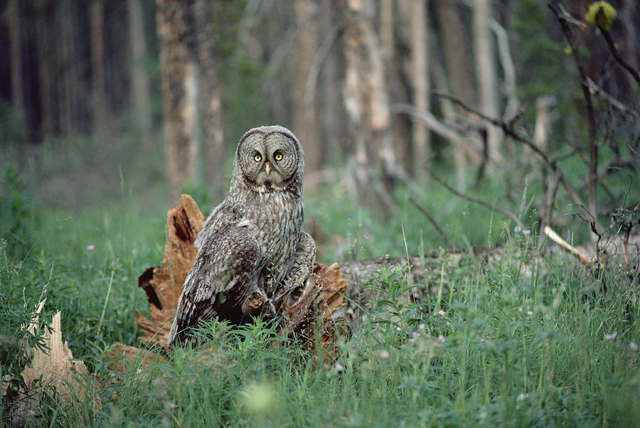 Great Gray Owl Strix Nebulosa Perching Photograph by Michael Quinton