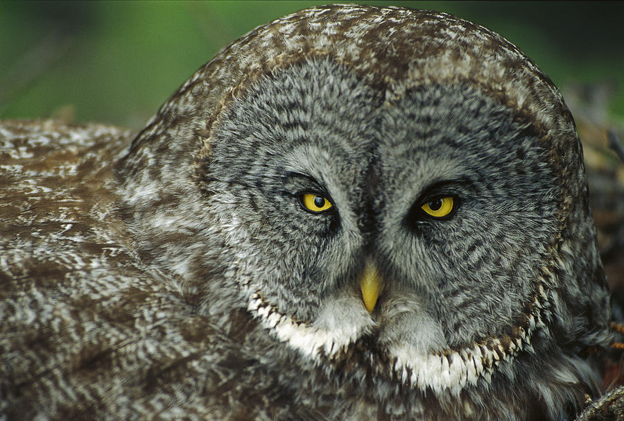 Great Gray Owl Strix Nebulosa Portrait Photograph by Michael Quinton