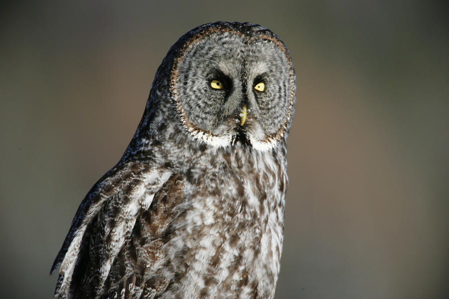 Great Grey Owl, Northern British Photograph by Robert Postma