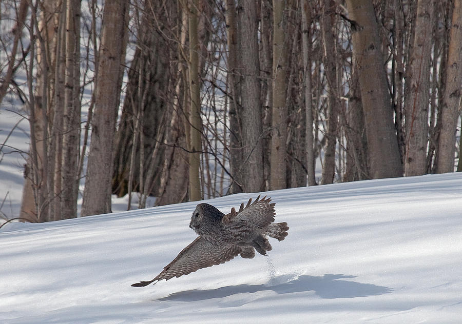 Great Grey Owl taking off Photograph by Sam Amato