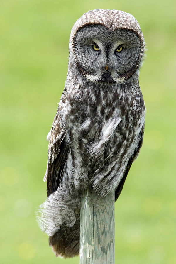 Light Photograph - Great Grey Owl, Water Valley, Alberta by Darwin Wiggett