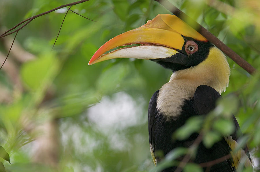 Great Hornbill Buceros Bicornis Adult Photograph by Cyril Ruoso