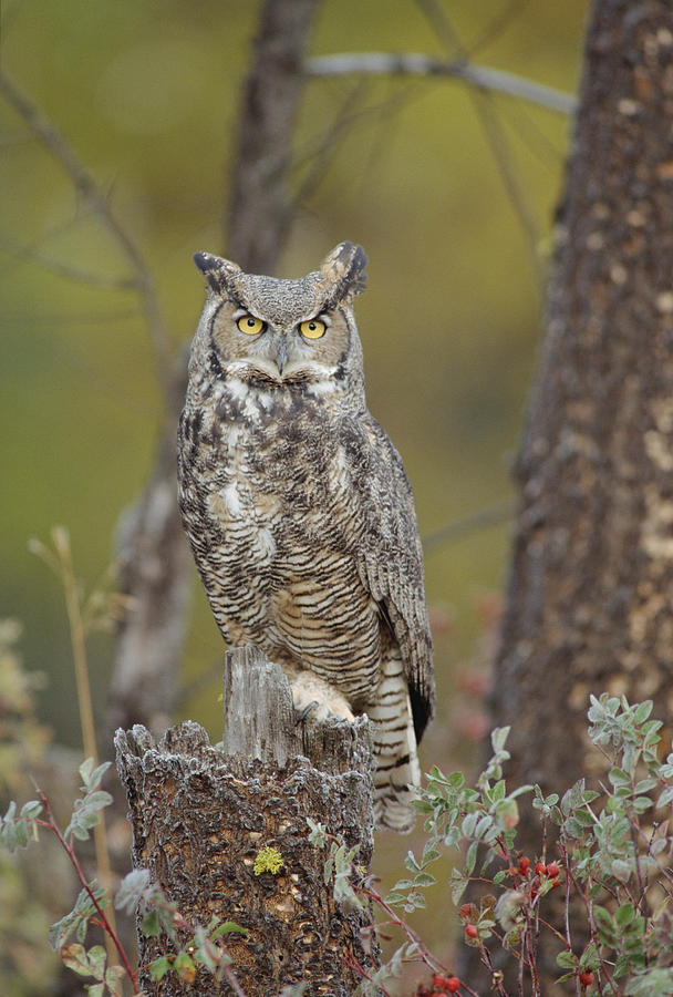 Great Horned Owl Adult Perching In Tree Photograph by Tim Fitzharris