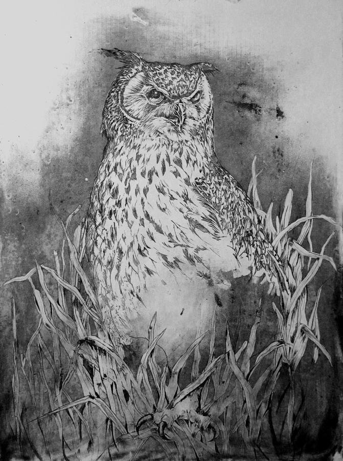 Great Horned Owl Drawing by Alfred Ng