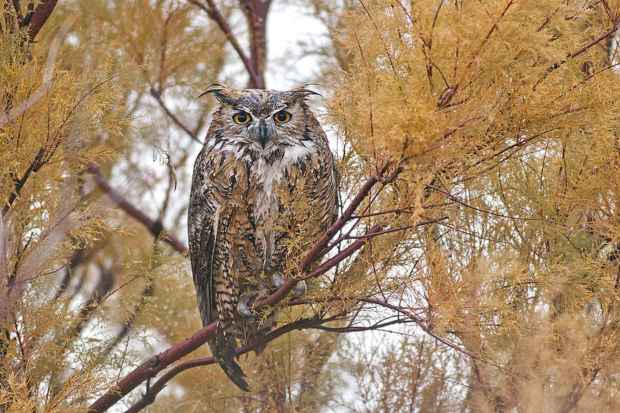 Great horned owl all wet Photograph by Earl Nelson Pixels