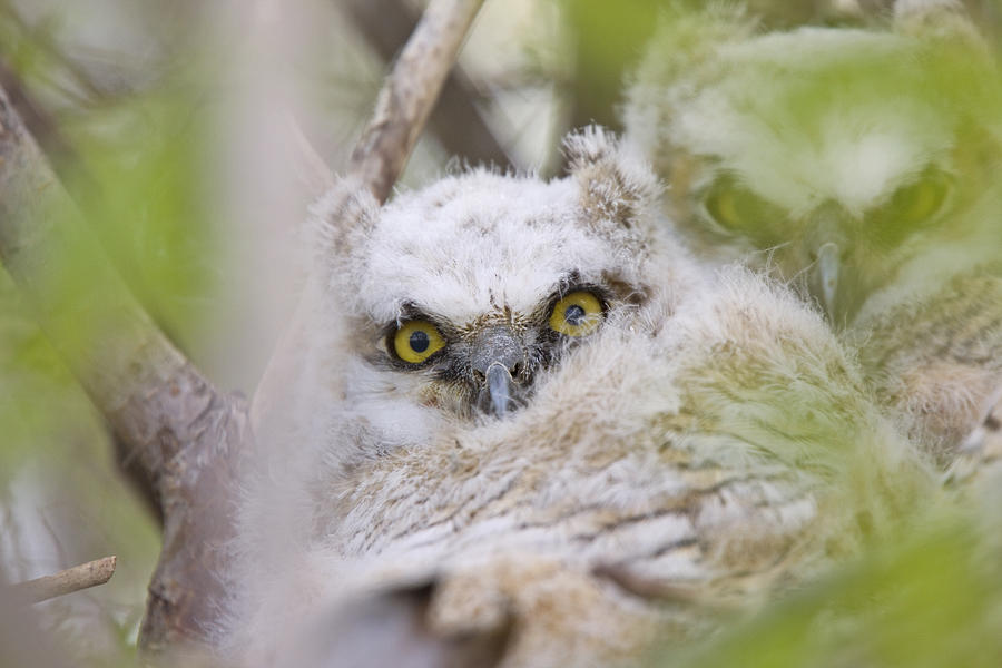 Great Horned Owl Babies Owlets in Nest Digital Art by Mark Duffy - Fine ...