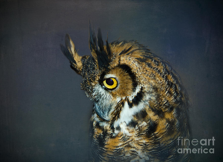 Great Horned Owl Photograph by Betty LaRue
