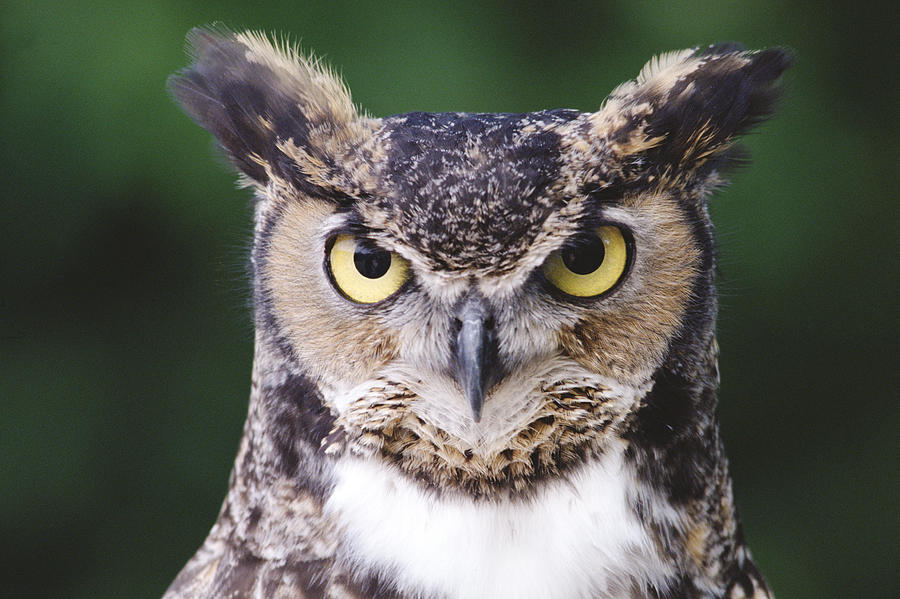 Great Horned Owl Bubo Virginianus Photograph by Gerry Ellis