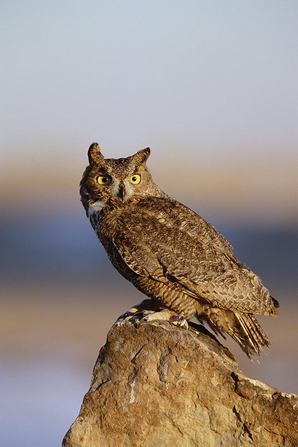 Great Horned Owl  Photograph by Konrad Wothe