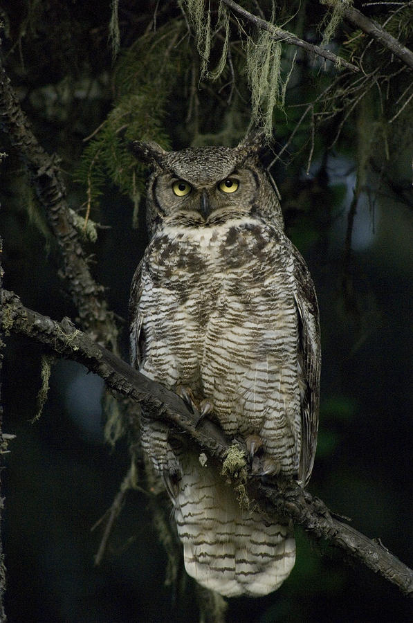 Great Horned Owl Bubo Virginianus Photograph by Michael Quinton