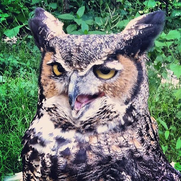 Owl Photograph - Great Horned Owl Close Up #longisland by Lisa Thomas