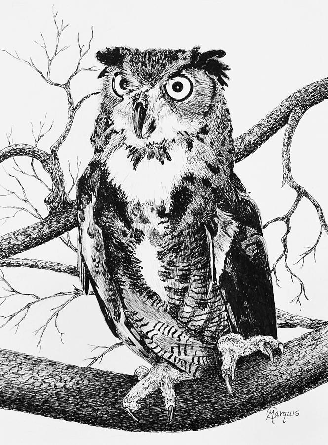 Great Horned Owl Drawing by Colleen Marquis