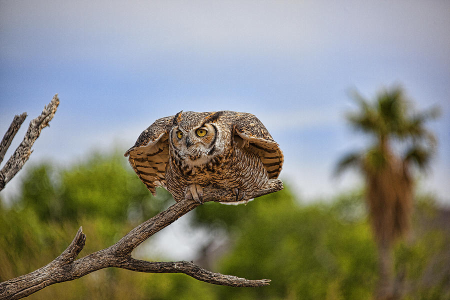 Birds Photograph - Great Horned Owl by Dan Nelson Birds Photograph - Great Horned Owl by Dan Nelson