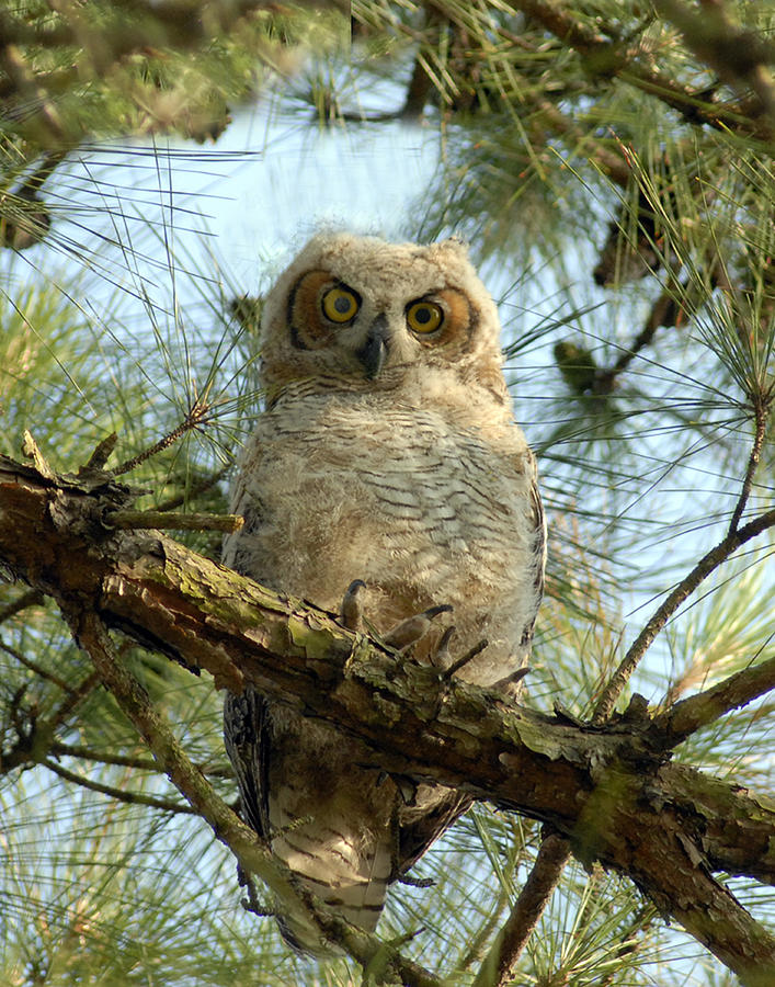 Great Horned Owl Photograph by Don Wolf - Pixels