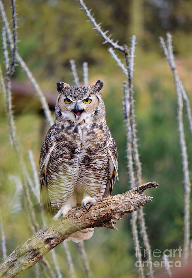Great Horned Owl Photograph by Donna Greene