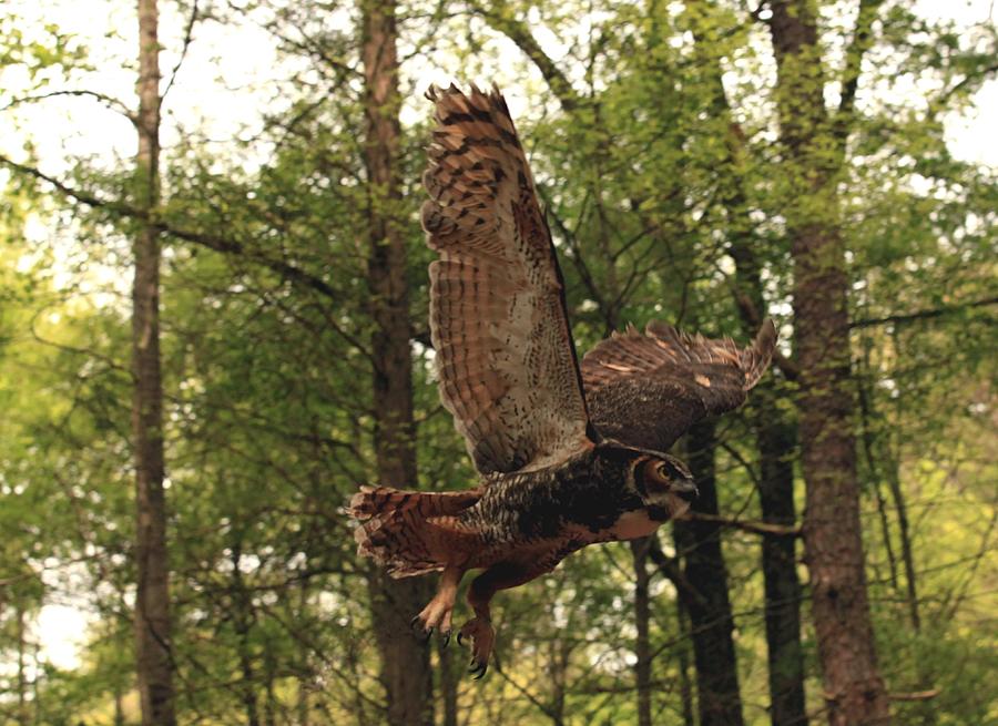 Great Horned Owl  Photograph by Doug McPherson