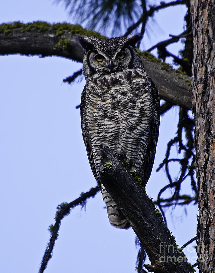 Great Horned Owl Photograph by Greg Jones
