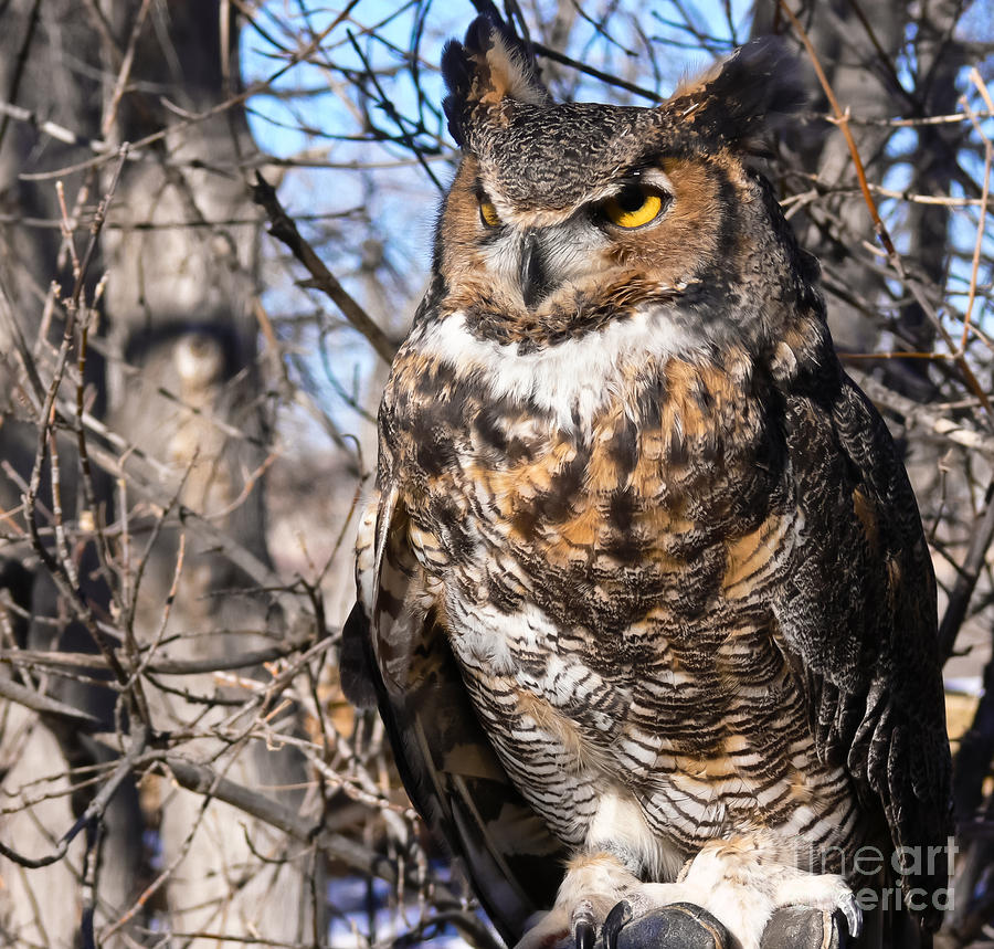 Great Horned Owl Photograph by Harry Strharsky