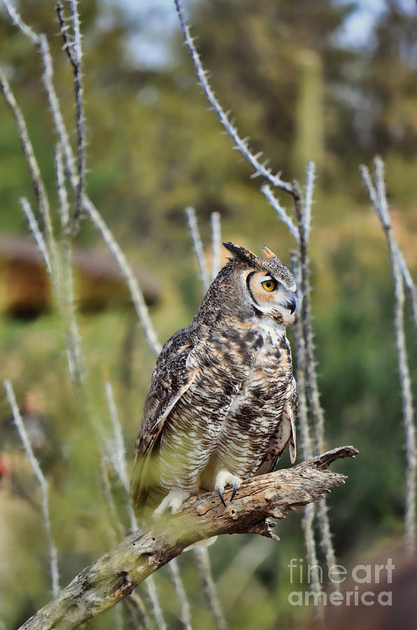 Great Horned Owl II Photograph by Donna Greene