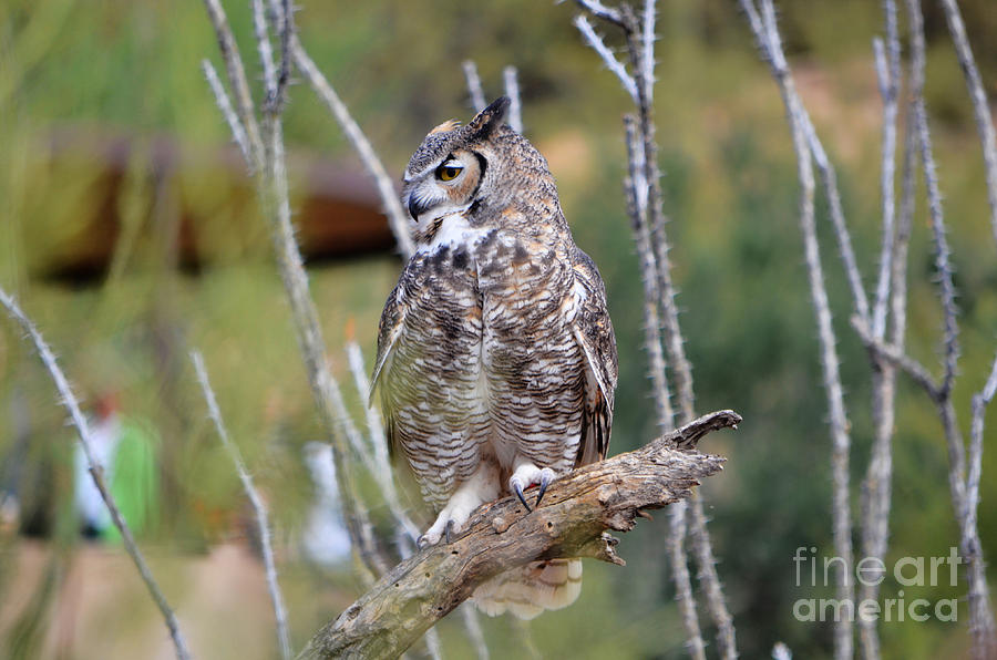 Great Horned Owl III Photograph by Donna Greene