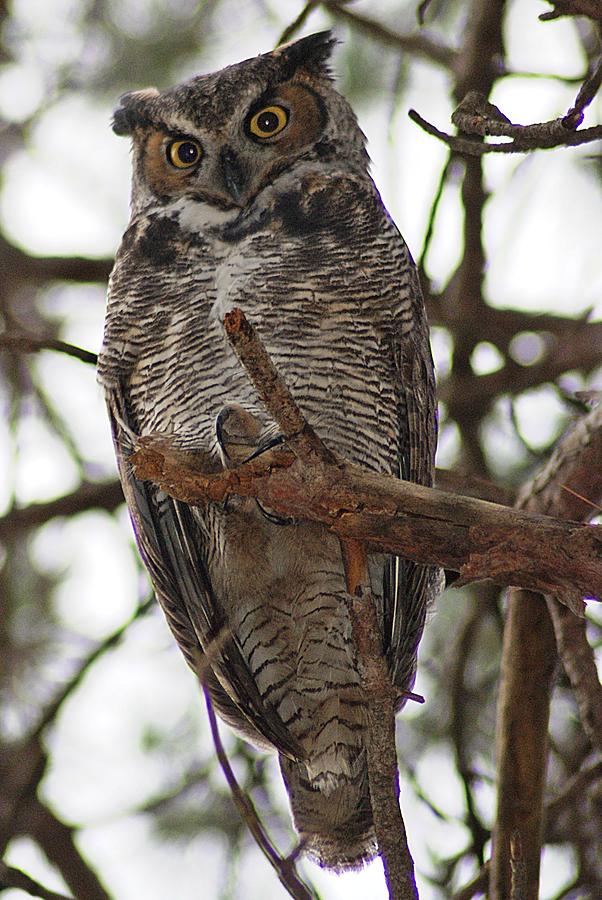 Great Horned Owl III Photograph by Joe Faherty