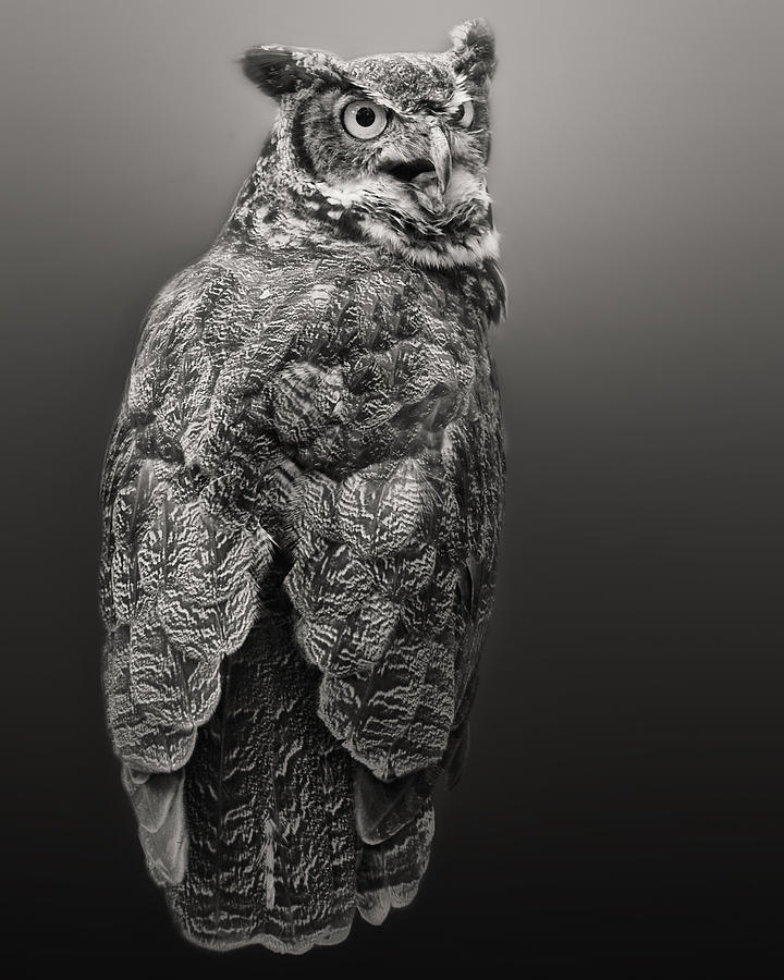 Great Horned Owl in Black and White Photograph by Peg Runyan