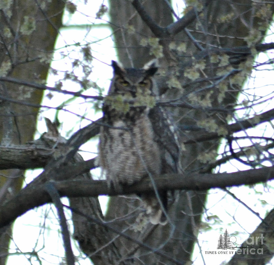 Great Horned Owl in woods Photograph by Ronald Grogan