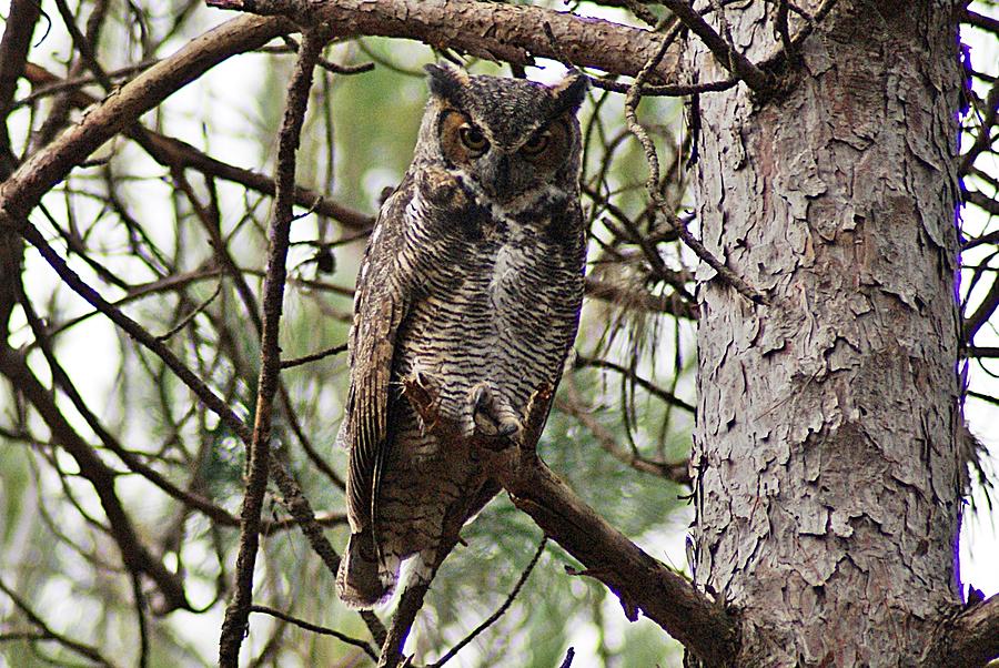 Great Horned Owl IV Photograph by Joe Faherty