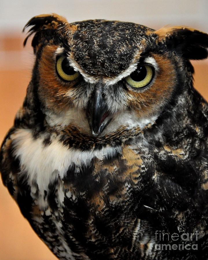 Great Horned Owl Photograph by John Black
