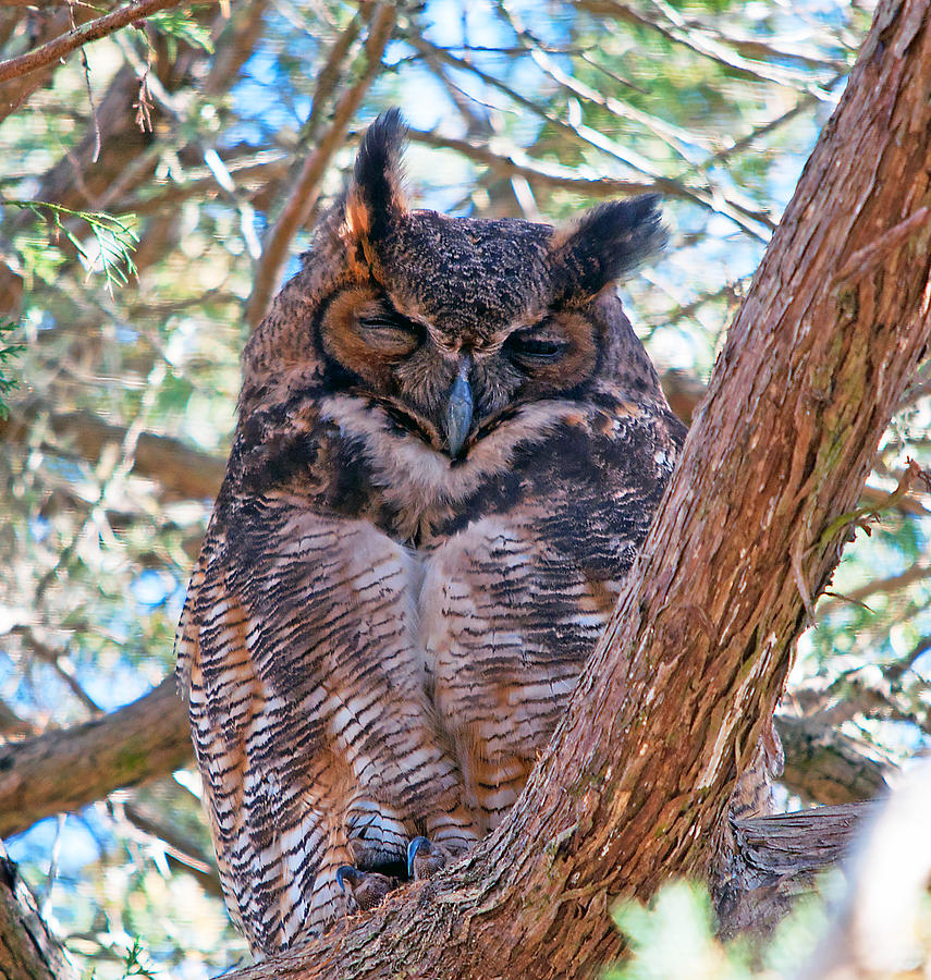 Great Horned Owl Photograph by Kenneth Albin