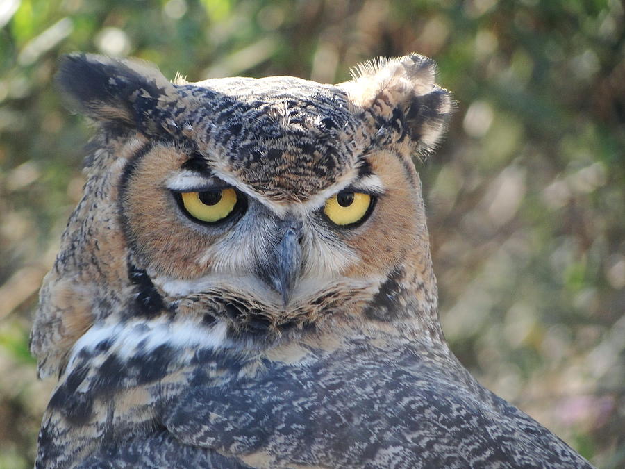 Great Horned Owl  Photograph by Liz Vernand