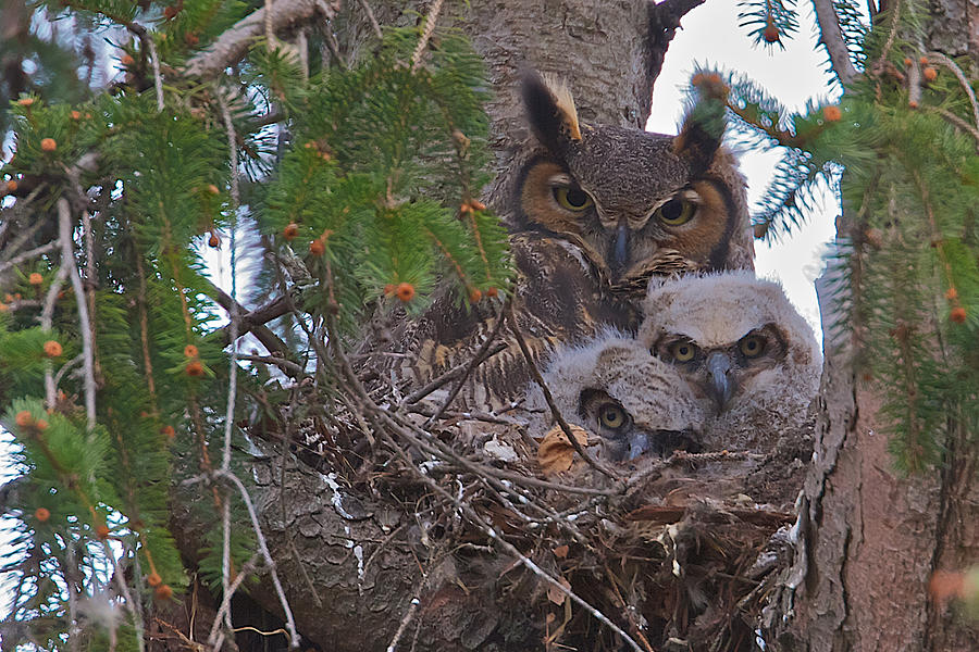 Great Horned Owl Nest Photograph by Dale J Martin