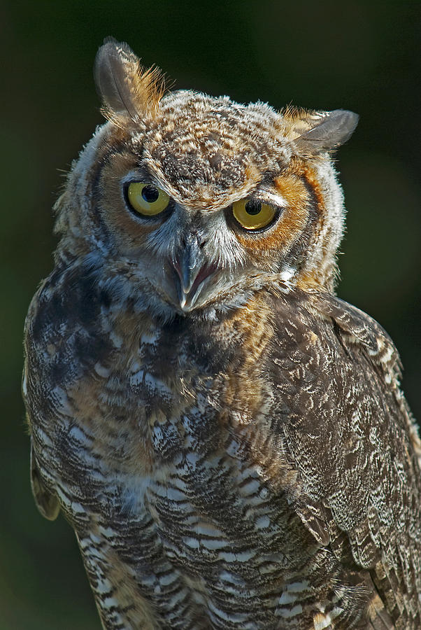 Great Horned Owl Photograph by Pat Exum