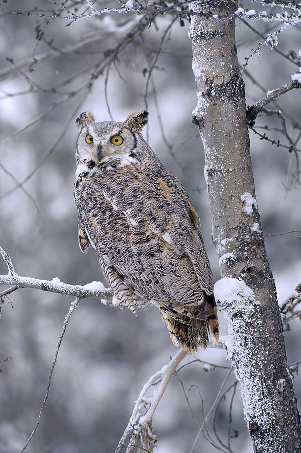 Great Horned Owl Perched In Tree Dusted Photograph by Tim Fitzharris