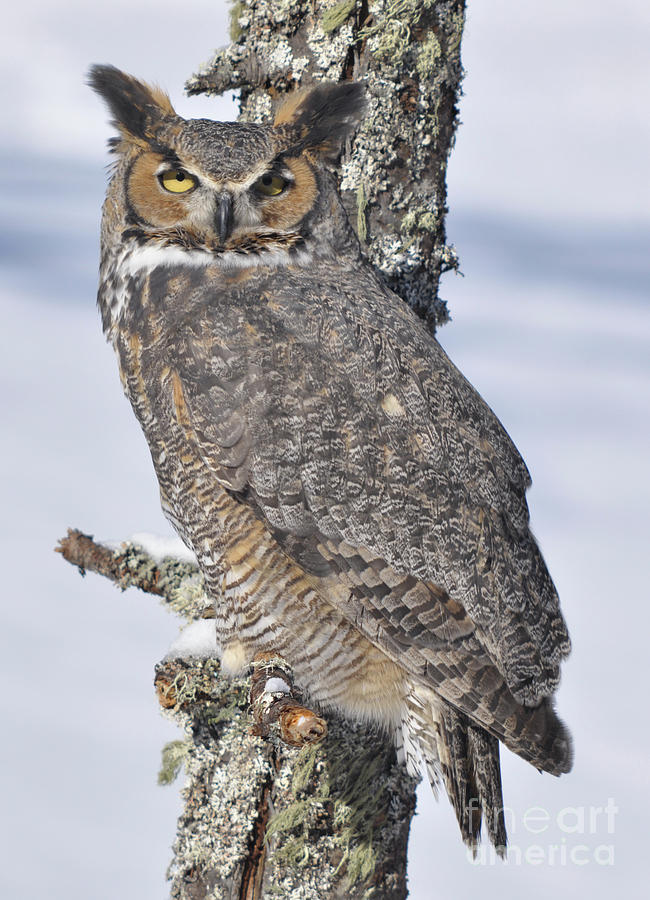 Great Horned Owl Portrait Photograph by Ronald Grogan