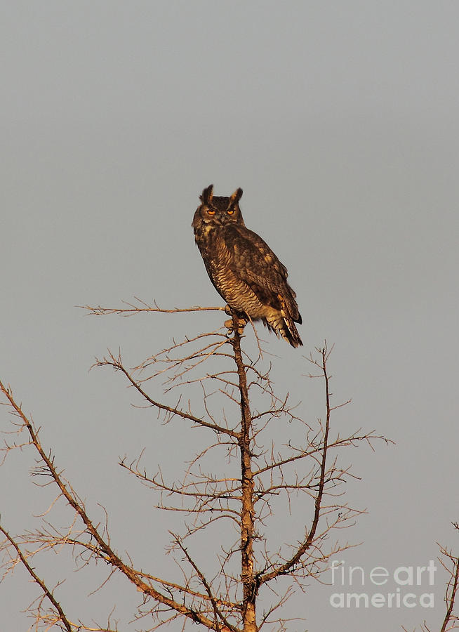 Great Horned Owl Photograph by Robert Frederick